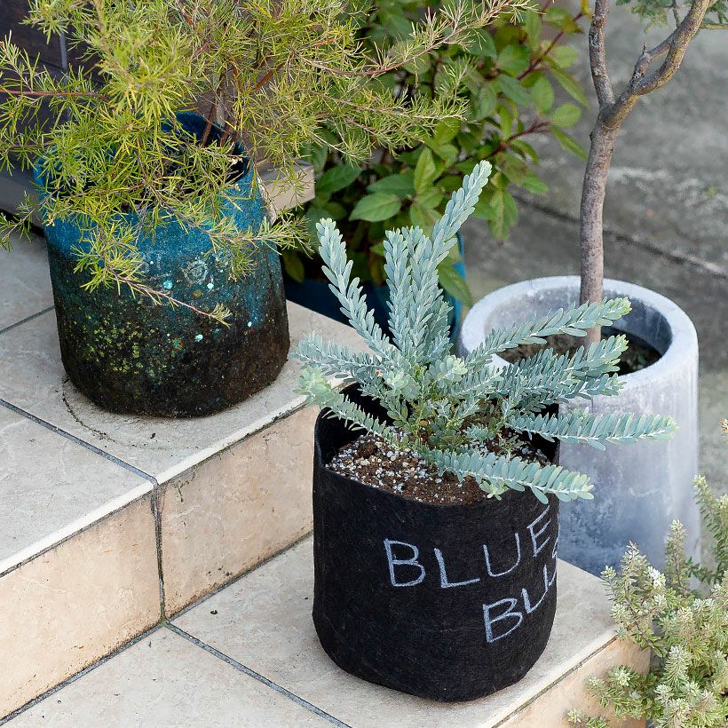 アカシアブルーブッシュ鉢植え｜育て方（幹を太くする剪定）付き