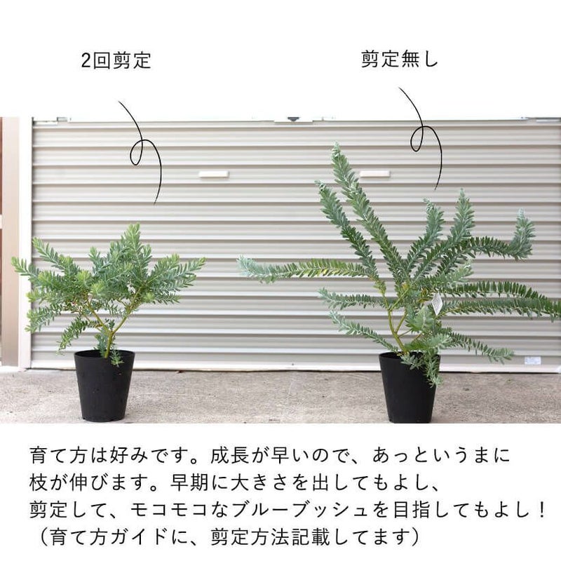 アカシアブルーブッシュ鉢植え｜育て方（幹を太くする剪定）付き