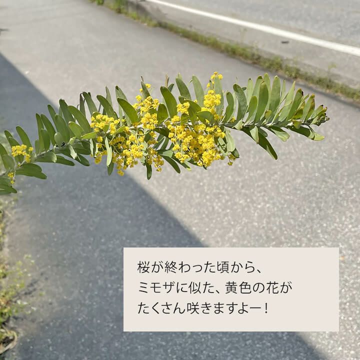 アカシアブルーブッシュ鉢植え｜育て方（幹を太くする剪定）付き