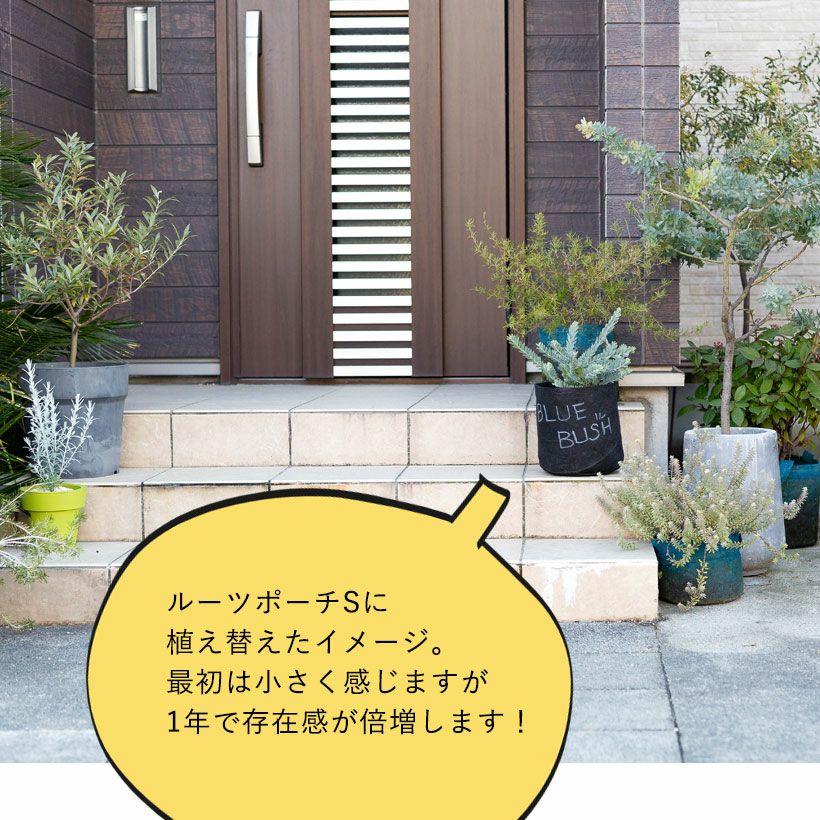 フラワーガーデニング 鉢植え ミモザ アカシア ブルーブッシュ 花芽