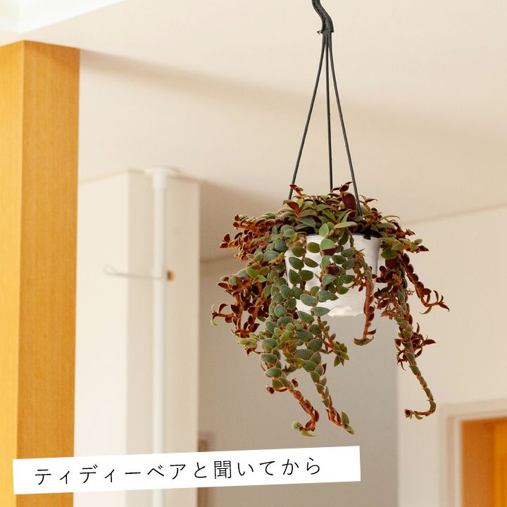 000000003202-01.jpg?size=l&w=