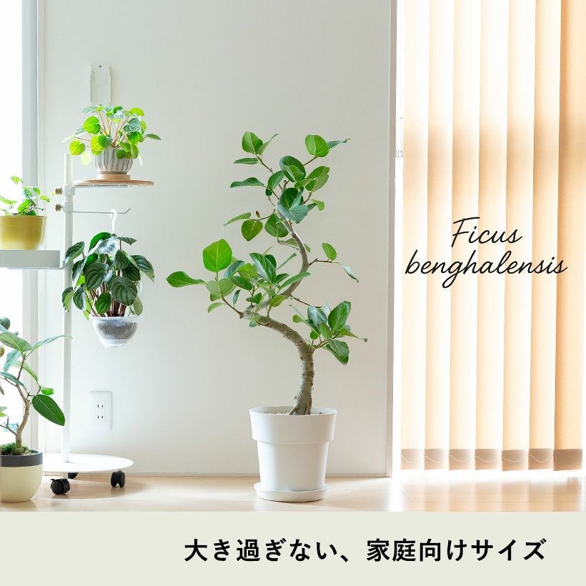 000000003208-02.jpg?size=l&w=