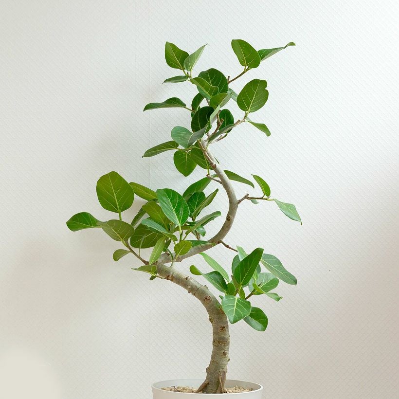 000000003208-03.jpg?size=l&w=