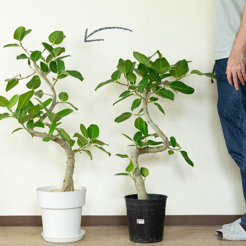 000000003208-04.jpg?size=l&w=