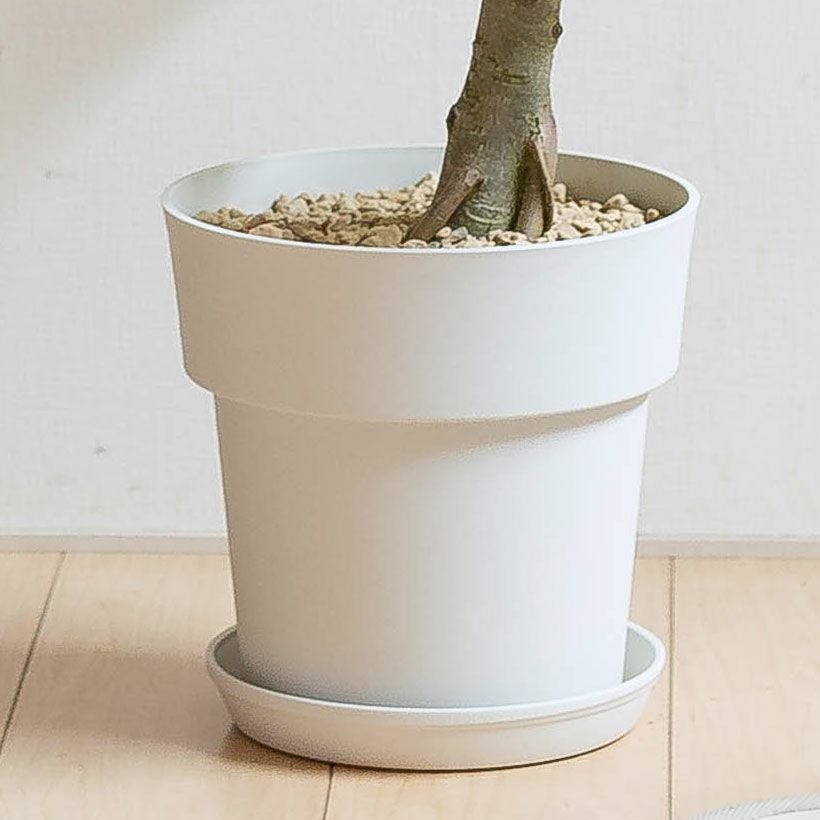 フィカス・ベンガレンシス｜大人気のゴムノキ！飾りやすい 6号鉢サイズ