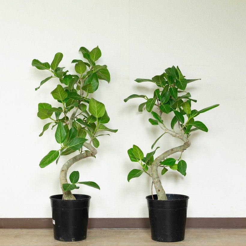 000000003208-06.jpg?size=l&w=