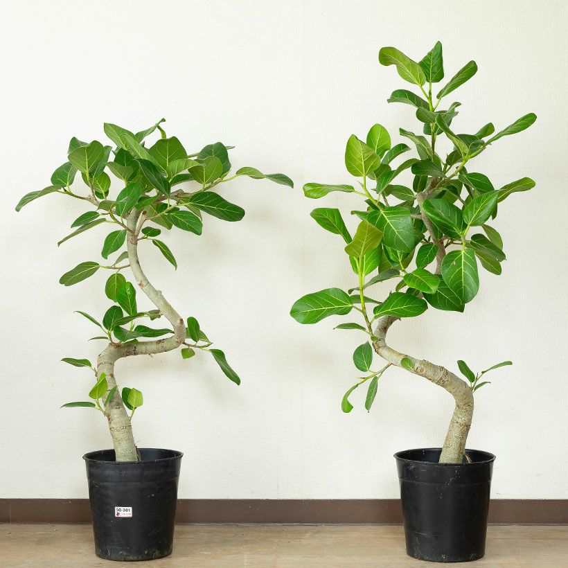 ［現品］☆極太☆ 15番　フィカス　ベンガレンシス　10号　観葉植物　室内　大型 観葉植物 フィカス ベンガレンシス 10号 ストレート ラスターポット