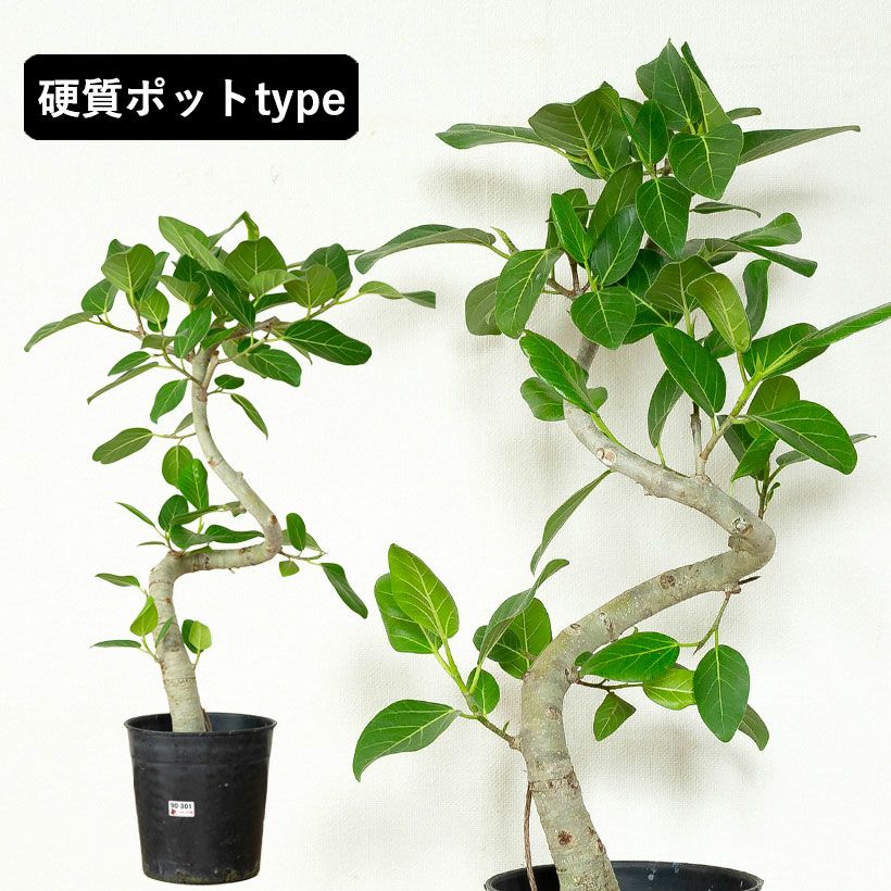 フィカス・ベンガレンシス｜大人気のゴムノキ！飾りやすい 6号鉢サイズ