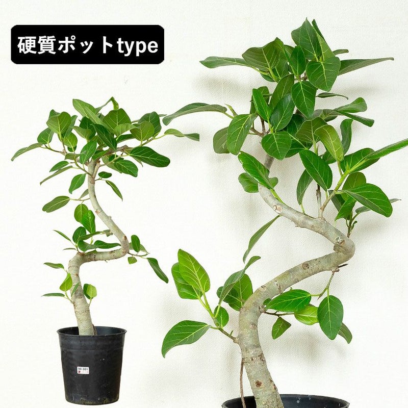 フィカス・ベンガレンシス｜大人気のゴムノキ！飾りやすい 6号鉢サイズ
