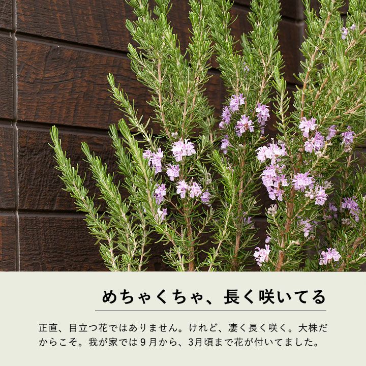 ローズマリー・マジョルカピンクハーブ（立性）ハーブより庭木に