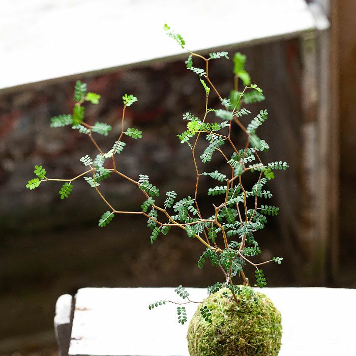 ソフォラミクロフィラの苔玉｜剪定を楽しむ観葉植物のミニ盆栽