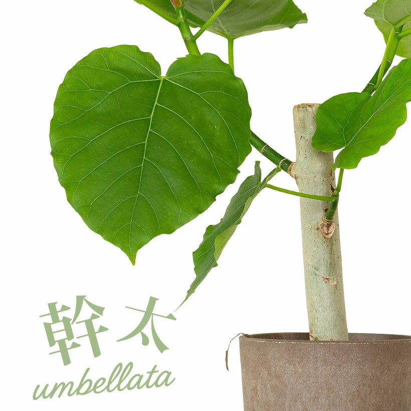 観葉植物　ウンベラータ ウンベラータ｜[公式] e-花屋さん 本店
