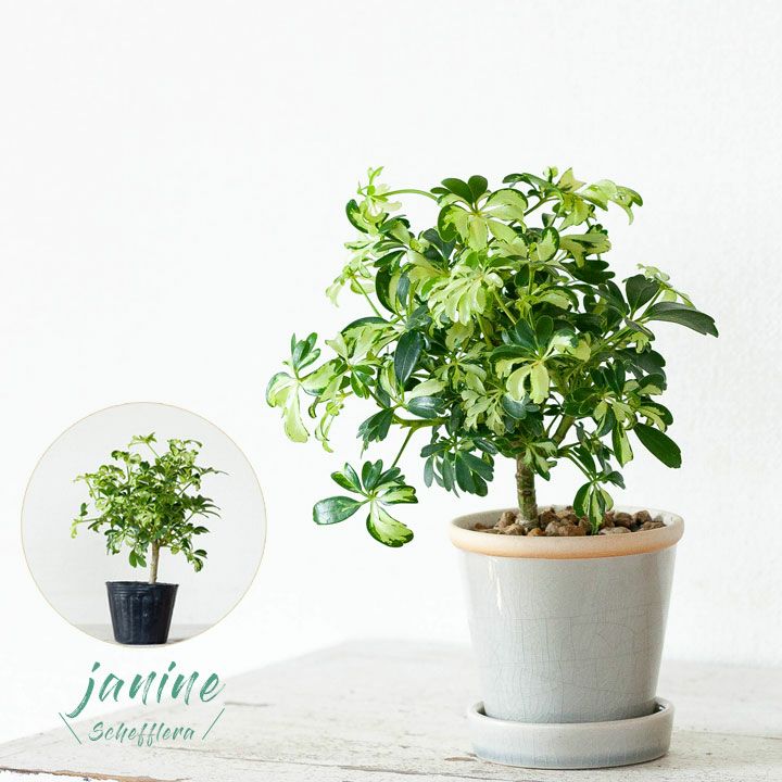 シェフレラ・ジェニーネ｜黄斑が入る人気種！盆栽ぽい観葉植物3号苗