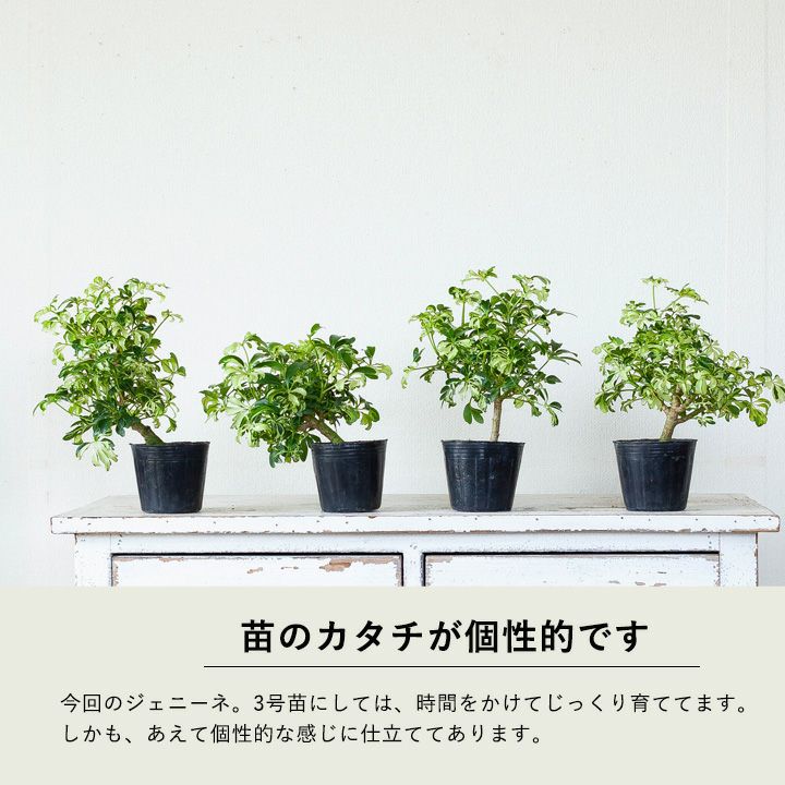 シェフレラ・ジェニーネ｜黄斑が入る人気種！盆栽ぽい観葉植物3号苗