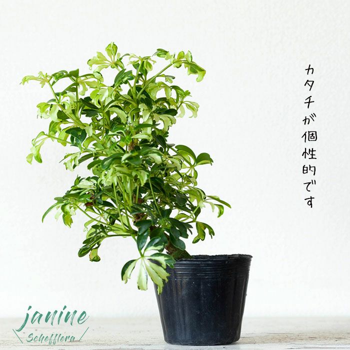 シェフレラ・ジェニーネ｜黄斑が入る人気種！盆栽ぽい観葉植物3号苗