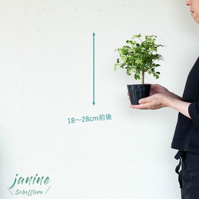 シェフレラ・ジェニーネ｜黄斑が入る人気種！盆栽ぽい観葉植物3号苗