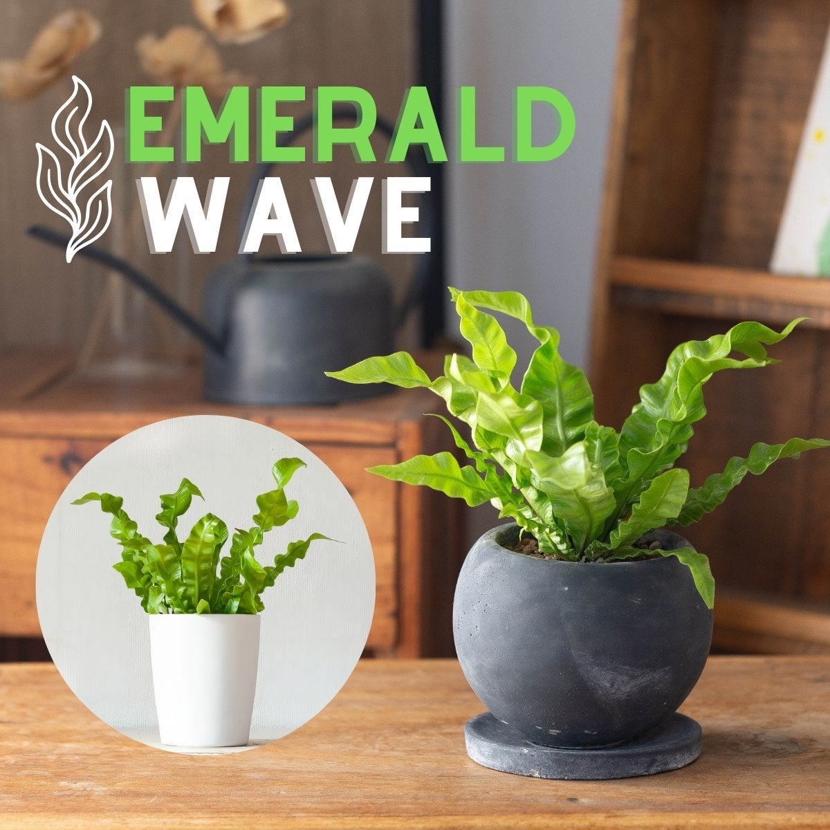 アスプレニウム・エメラルドウェーブ（育て方付き）選べる2タイプ