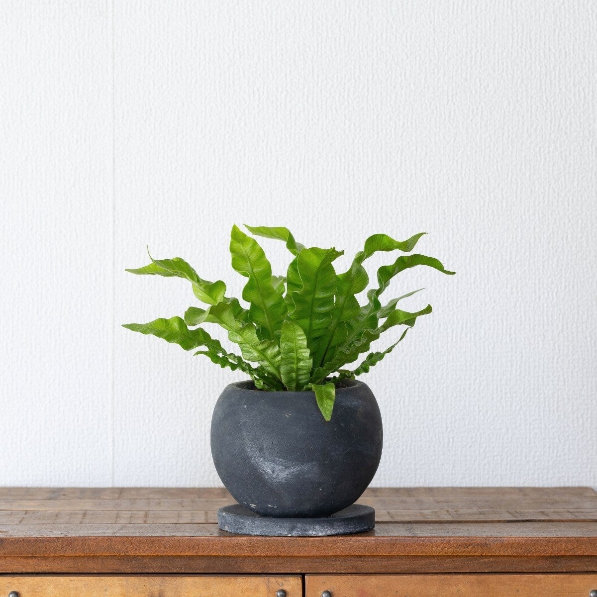 アスプレニウム・エメラルドウェーブ（育て方付き）選べる2タイプ