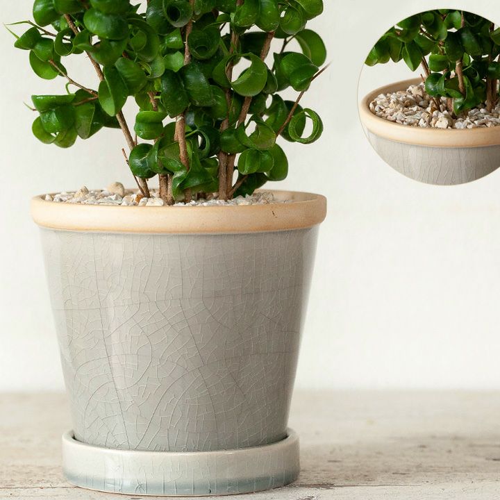 ベンジャミンバロック｜風水goodな観葉植物！室内窓際で落葉防止