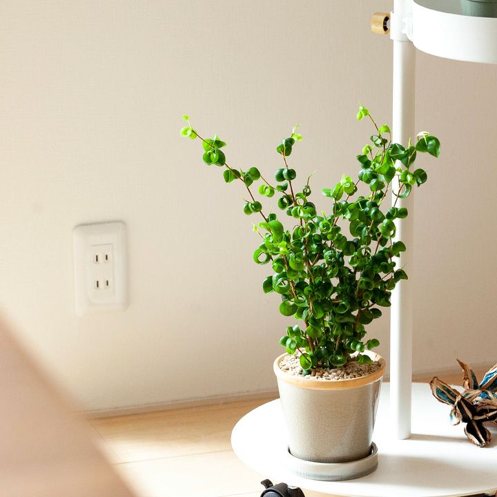 ベンャミン バロック　観葉植物 ベンジャミン・バロックの育て方 | 【送料無料】観葉植物の通信販売