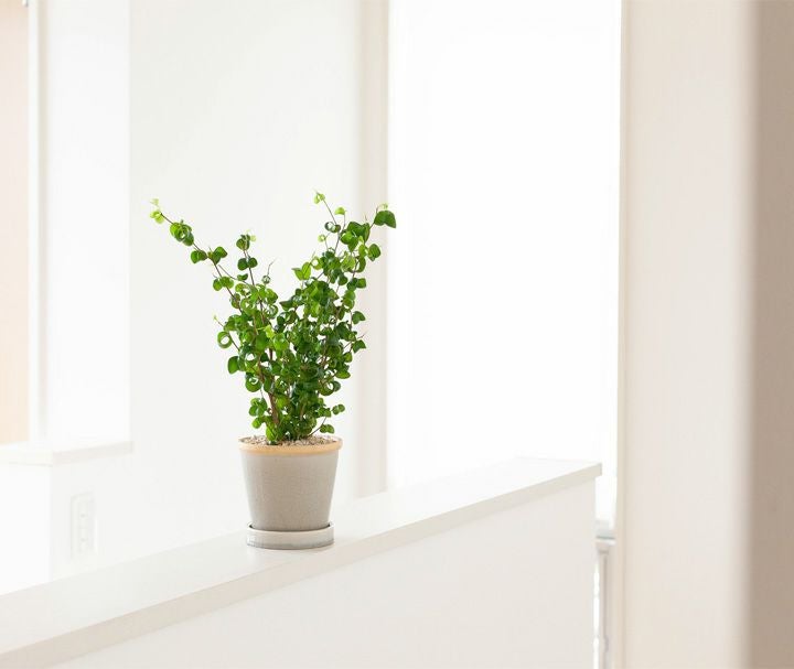 000000003306-06.jpg?size=l&w=