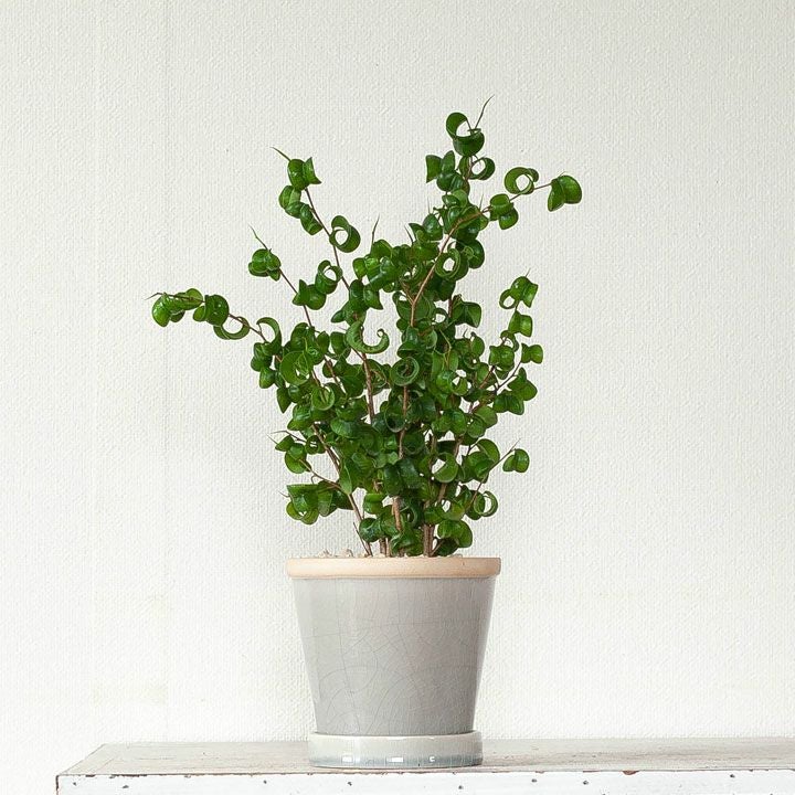 ベンジャミンバロック｜風水goodな観葉植物！室内窓際で落葉防止