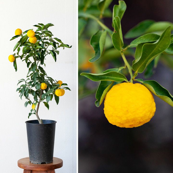 花ゆず 1才ゆず 3年生 実つき！ 000000003363-02.jpg?size=l&w=