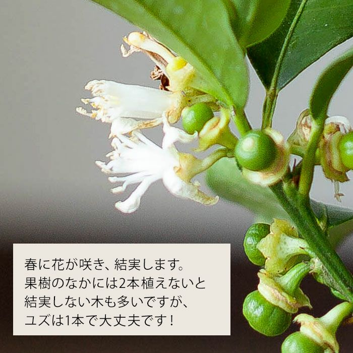 一才ユズ（花柚子）苗木｜本ユズとの違いは？育て方・食用レシピ付き