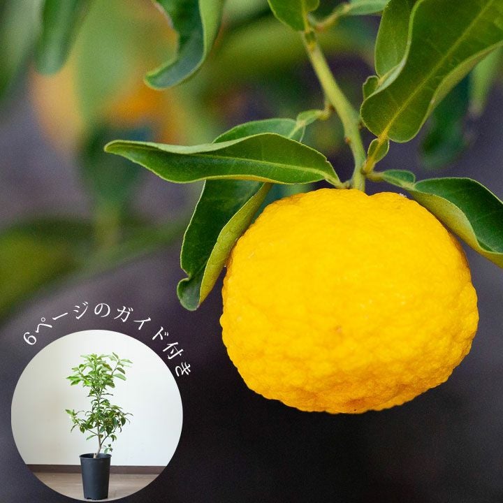 一才ユズ（花柚子）苗木｜本ユズとの違いは？育て方・食用レシピ付き