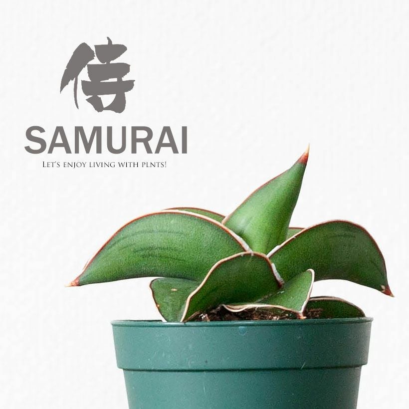 サンスベリア侍（サムライ）ドワーフ｜丈夫な品種、植替えると素敵