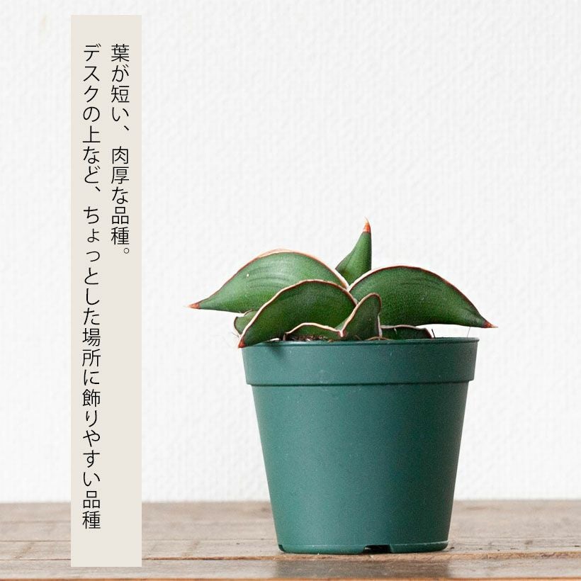 サンスベリア侍（サムライ）ドワーフ｜丈夫な品種、植替えると素敵
