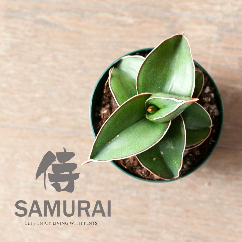 02【大人気】多肉植物 サンスベリア サムライ ドワーフ 斑入