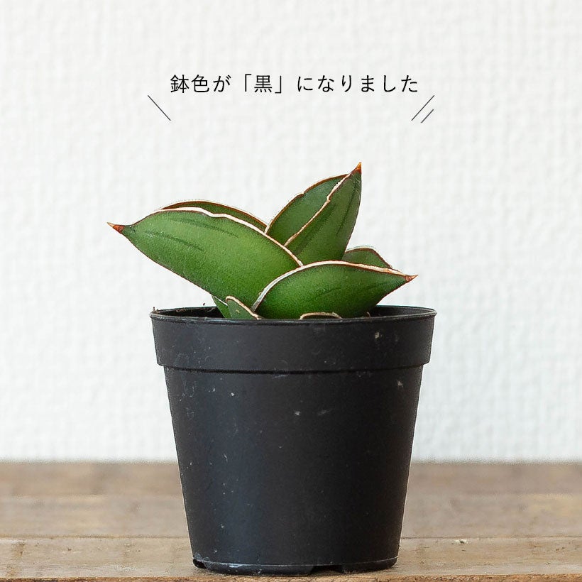 サンスベリア侍(サムライ)ドワーフ|丈夫な品種、植替えると素敵 サンスベリア侍(サムライ)ドワーフ|丈夫な品種、植替えると素敵