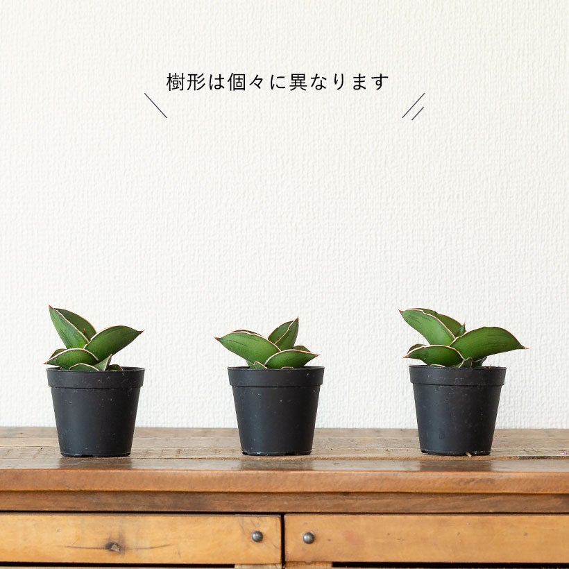 サンスベリア侍（サムライ）ドワーフ｜丈夫な品種、植替えると素敵