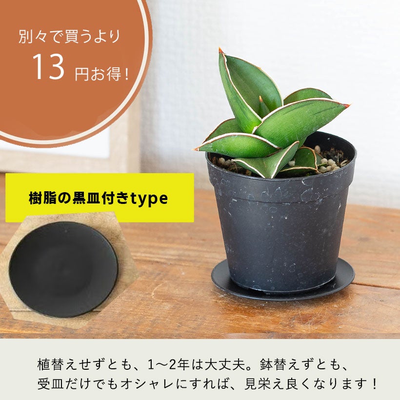 サンスベリア侍(サムライ)ドワーフ|丈夫な品種、植替えると素敵 サンスベリア侍(サムライ)ドワーフ|丈夫な品種、植替えると素敵