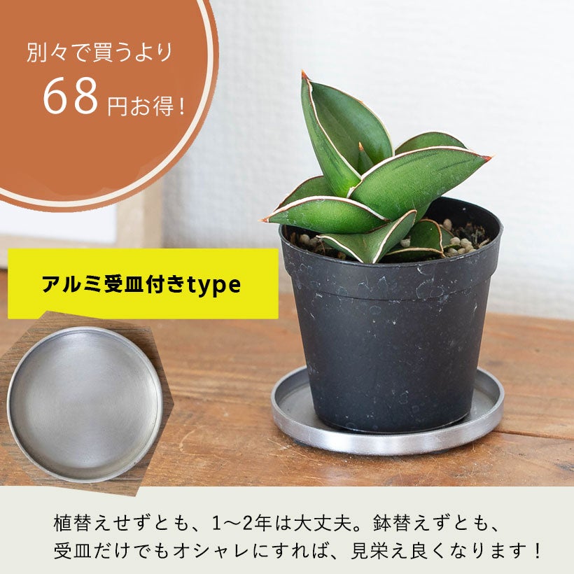 サンスベリア侍（サムライ）ドワーフ｜丈夫な品種、植替えると素敵