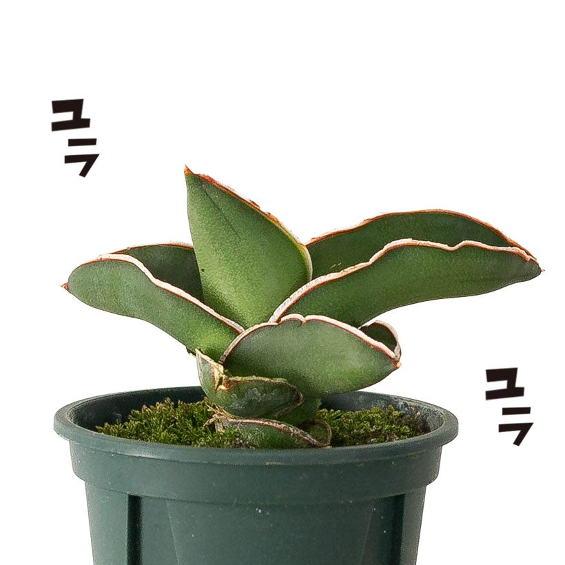 サンスベリア・サムライドワーフ育て方付き(ちび侍）