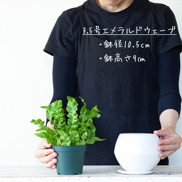 ボール型白いマットの植木鉢｜3～3.5号観葉植物の植え替えに