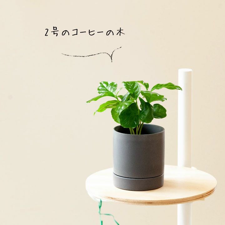 ライトグレー＆ピンク｜マット調シリンダー陶器鉢（2～3号植物向け）