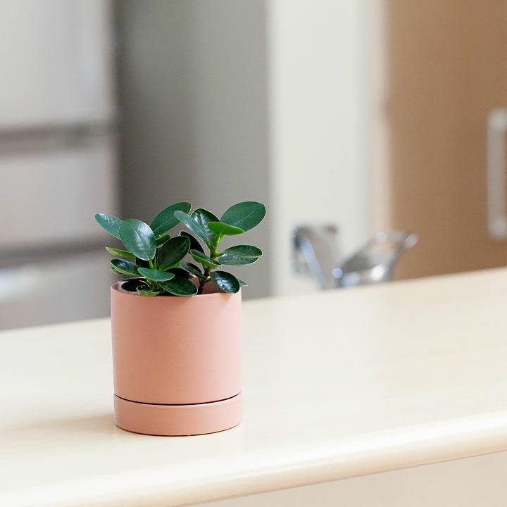 ライトグレー＆ピンク｜マット調シリンダー陶器鉢（2～3号植物向け）