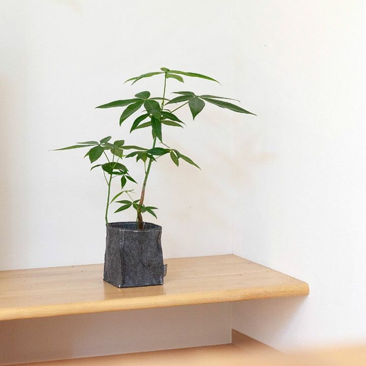 簡単、おしゃれ。不織布製の植木鉢カバー｜3～3.5号の観葉植物に。受皿