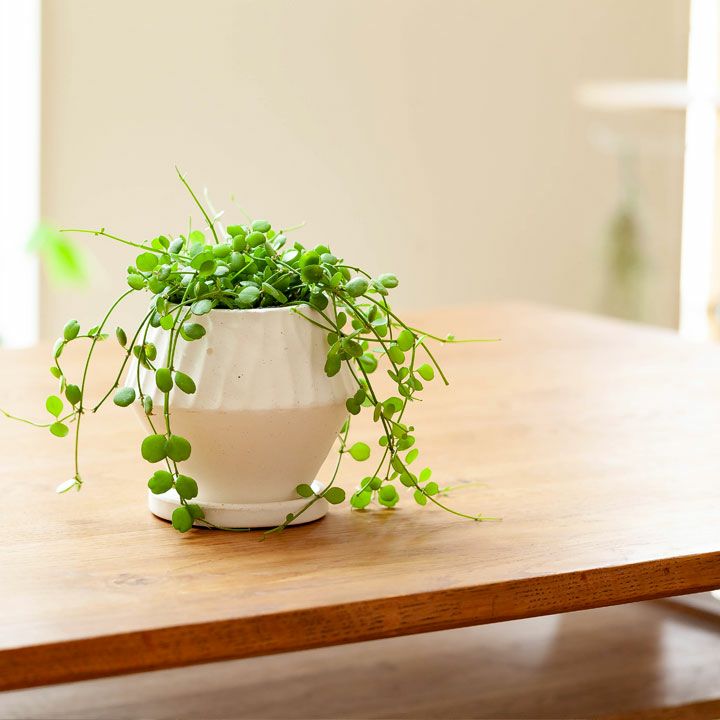 シンプルだけど、形がおもしろい！菱形＆マットな質感の陶器鉢