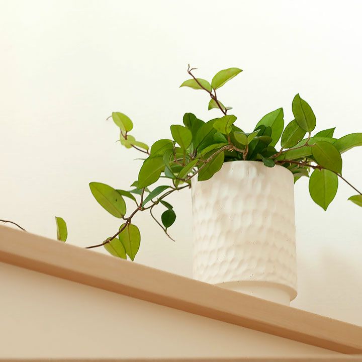 5号の観葉植物に高さを出す、おしゃれな縦長陶器鉢｜マット白黒