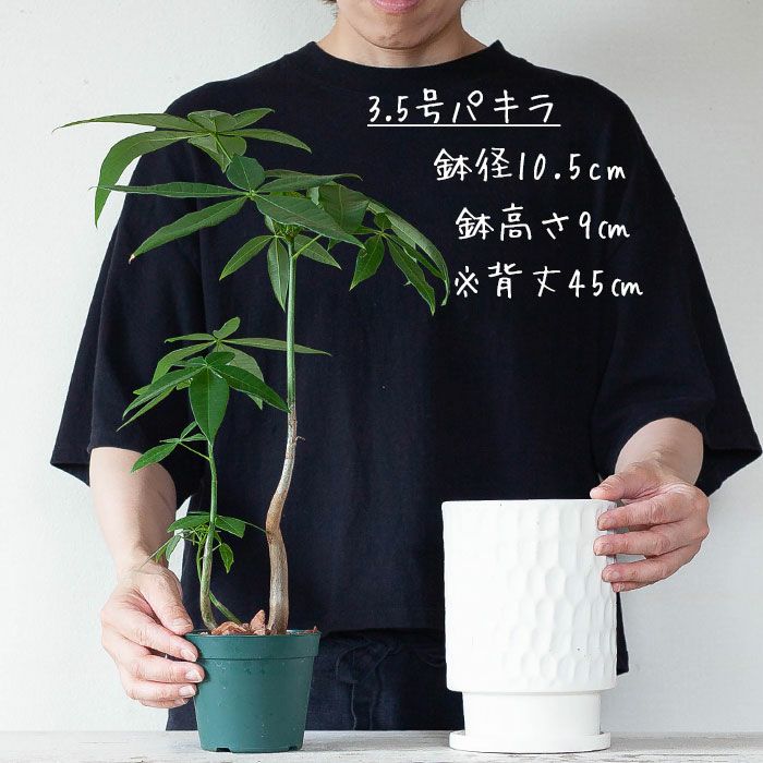 パキラも似合うかも！高さを出して見栄えUPおしゃれ縦長陶器鉢