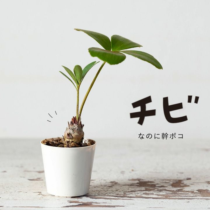 ２０年育てている希少価値のザミアプミラ 20年育てている希少価値のザミアプミラ 【公式通販】