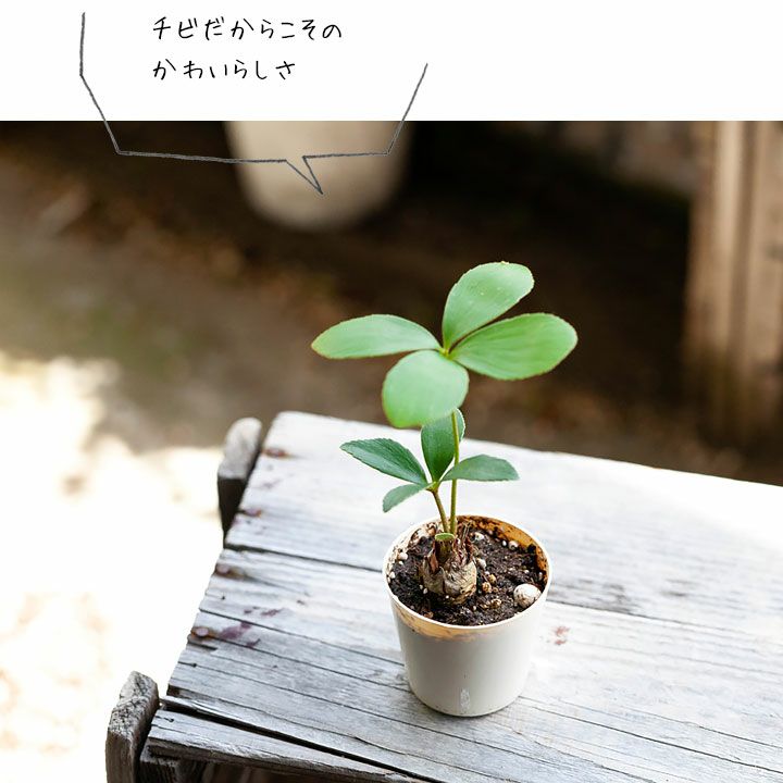 000000003528-03.jpg?size=l&w=