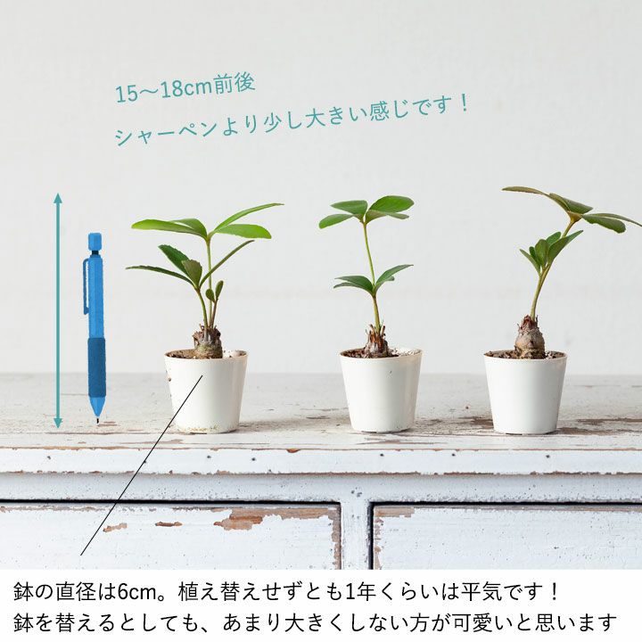 ザミア・プミラ（Zamiaceae）伸びすぎてないソテツのような樹形