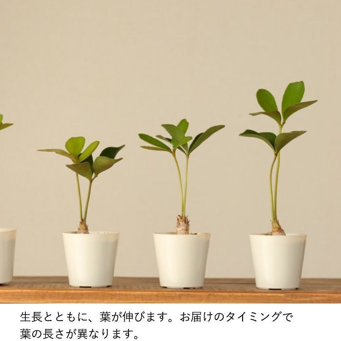 ザミア・プミラ（Zamiaceae）伸びすぎてないソテツのような樹形