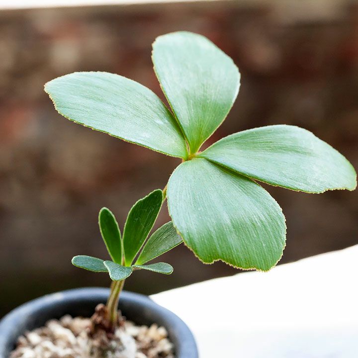 000000003528-09.jpg?size=l&w=