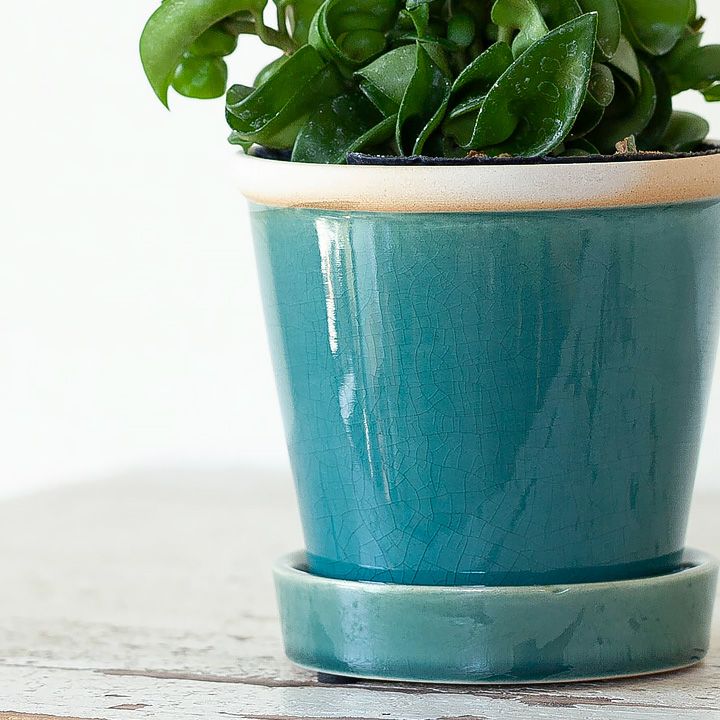 ホヤ・コンパクタを陶器鉢に植え替えて。インテリア性が高いミニ観葉植物